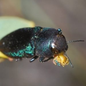 Melobasis thoracica at Canberra Central, ACT - 7 Sep 2023 05:03 PM