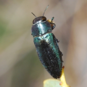 Melobasis thoracica at Canberra Central, ACT - 7 Sep 2023 05:03 PM