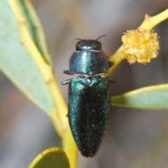 Melobasis thoracica at Canberra Central, ACT - 7 Sep 2023 05:03 PM