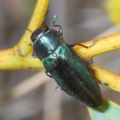 Melobasis thoracica at Canberra Central, ACT - 7 Sep 2023 05:03 PM