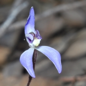 Cyanicula caerulea at Canberra Central, ACT - 7 Sep 2023