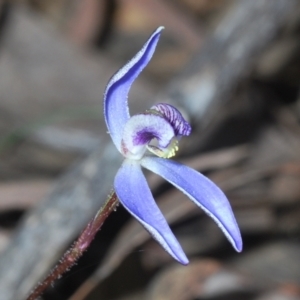 Cyanicula caerulea at Canberra Central, ACT - 7 Sep 2023