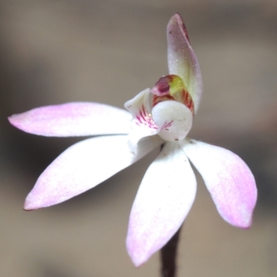 Caladenia fuscata (Dusky Fingers) at Canberra Central, ACT - 7 Sep 2023 by Harrisi