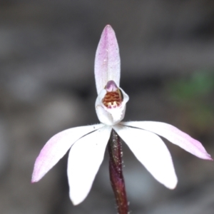 Caladenia fuscata at Canberra Central, ACT - 7 Sep 2023