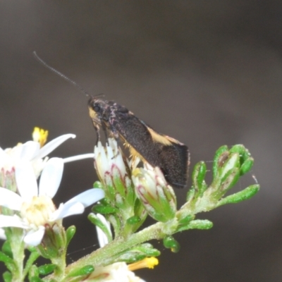 Lecithoceridae (family) (Tropical Longhorned Moths) at Bruce Ridge to Gossan Hill - 6 Sep 2023 by Harrisi