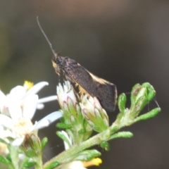 Lecithoceridae (family) at Bruce, ACT - 6 Sep 2023