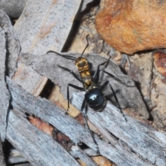 Polyrhachis semiaurata (A golden spiny ant) at Canberra Central, ACT - 7 Sep 2023 by Harrisi