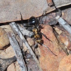 Polyrhachis semiaurata at Canberra Central, ACT - 7 Sep 2023