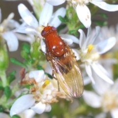 Rhagadolyra magnicornis (Lauxaniid fly) at Bruce Ridge - 6 Sep 2023 by Harrisi