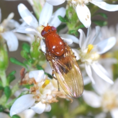 Rhagadolyra magnicornis (Lauxaniid fly) at Bruce Ridge to Gossan Hill - 6 Sep 2023 by Harrisi