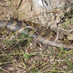 Tiliqua scincoides scincoides (Eastern Blue-tongue) at Bruce, ACT - 6 Sep 2023 by Harrisi