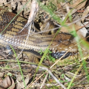 Tiliqua scincoides scincoides at Bruce, ACT - 6 Sep 2023