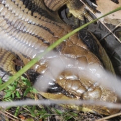 Tiliqua scincoides scincoides at Bruce, ACT - 6 Sep 2023