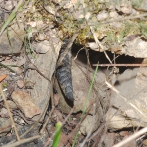 Tiliqua scincoides scincoides at Bruce, ACT - 6 Sep 2023