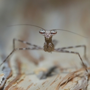 Ciulfina (genus) at Capalaba, QLD - 8 Aug 2023 11:10 AM
