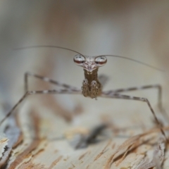 Unidentified Praying mantis (Mantodea) at Capalaba, QLD - 8 Aug 2023 by TimL