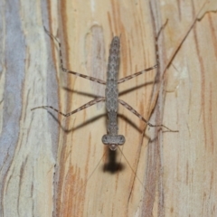 Ciulfina (genus) at Capalaba, QLD - 8 Aug 2023 11:10 AM