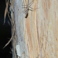 Ciulfina (genus) at Capalaba, QLD - 8 Aug 2023 11:10 AM