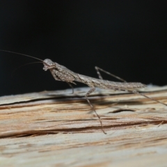 Ciulfina (genus) at Capalaba, QLD - 8 Aug 2023 11:10 AM