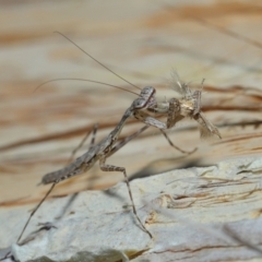 Ciulfina (genus) (A treerunner mantis) at Capalaba, QLD - 8 Aug 2023 by TimL