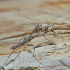 Ciulfina (genus) at Capalaba, QLD - 8 Aug 2023 11:22 AM