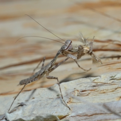 Unidentified Praying mantis (Mantodea) at Capalaba, QLD - 8 Aug 2023 by TimL