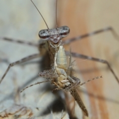 Ciulfina (genus) at Capalaba, QLD - 8 Aug 2023 11:22 AM
