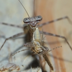 Ciulfina (genus) at Capalaba, QLD - 8 Aug 2023