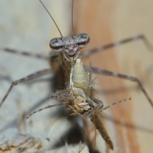 Ciulfina (genus) at Capalaba, QLD - 8 Aug 2023 11:22 AM