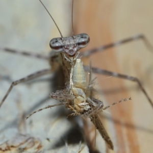 Ciulfina (genus) at Capalaba, QLD - 8 Aug 2023