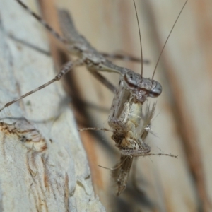 Ciulfina (genus) at Capalaba, QLD - 8 Aug 2023