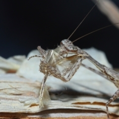 Ciulfina (genus) at Capalaba, QLD - 8 Aug 2023