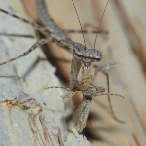 Ciulfina (genus) at Capalaba, QLD - 8 Aug 2023