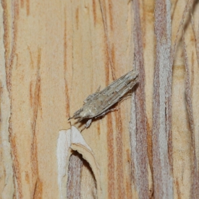 Leptozestis (genus) (A Gelechioid moth (Cosmopterigidae)) at Capalaba, QLD - 8 Aug 2023 by TimL