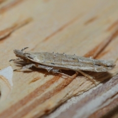 Leptozestis (genus) at Capalaba, QLD - 8 Aug 2023