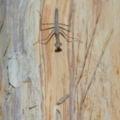 Leptozestis (genus) at Capalaba, QLD - 8 Aug 2023