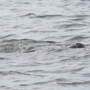 Dugong dugon at Wellington Point, QLD - 7 Sep 2023