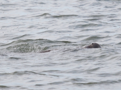 Dugong dugon (Dugong) at Wellington Point, QLD - 7 Sep 2023 by TimL