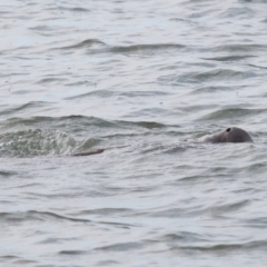 Dugong dugon (Dugong) at Wellington Point, QLD - 7 Sep 2023 by TimL