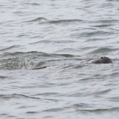 Dugong dugon (Dugong) at Wellington Point, QLD - 7 Sep 2023 by TimL