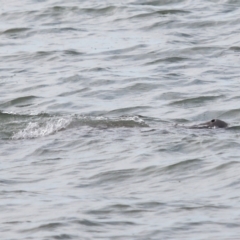 Dugong dugon at Wellington Point, QLD - 7 Sep 2023