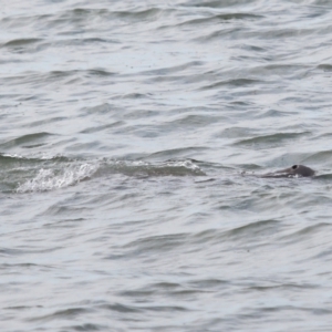 Dugong dugon at Wellington Point, QLD - 7 Sep 2023 03:21 PM