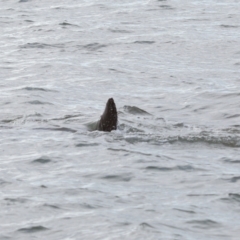 Dugong dugon at Wellington Point, QLD - 7 Sep 2023