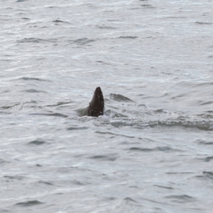 Dugong dugon at Wellington Point, QLD - 7 Sep 2023 03:21 PM