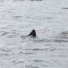 Dugong dugon at Wellington Point, QLD - 7 Sep 2023 03:21 PM