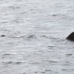 Dugong dugon at Wellington Point, QLD - 7 Sep 2023