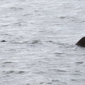 Dugong dugon at Wellington Point, QLD - 7 Sep 2023 03:21 PM