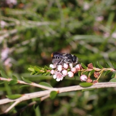 Megachile ferox (Resin bee) at Kareela, NSW - 2 Sep 2023 by SapphFire