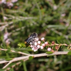 Megachile ferox at Kareela, NSW - 2 Sep 2023