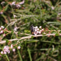Megachile ferox at Kareela, NSW - 2 Sep 2023